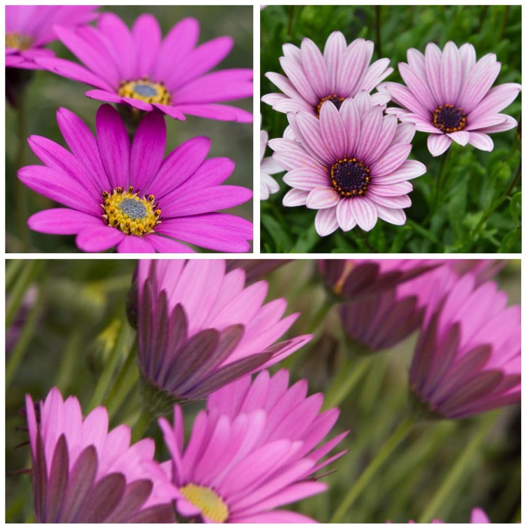 Hardy Osteospermum Collection - Longest Flowering Perennials - Drought Tolerant, Compact Carpets - Vibrant Daisies - 3 Varieties - Garden Ready Plants - 9X Plug Plants by Thompson & Morgan