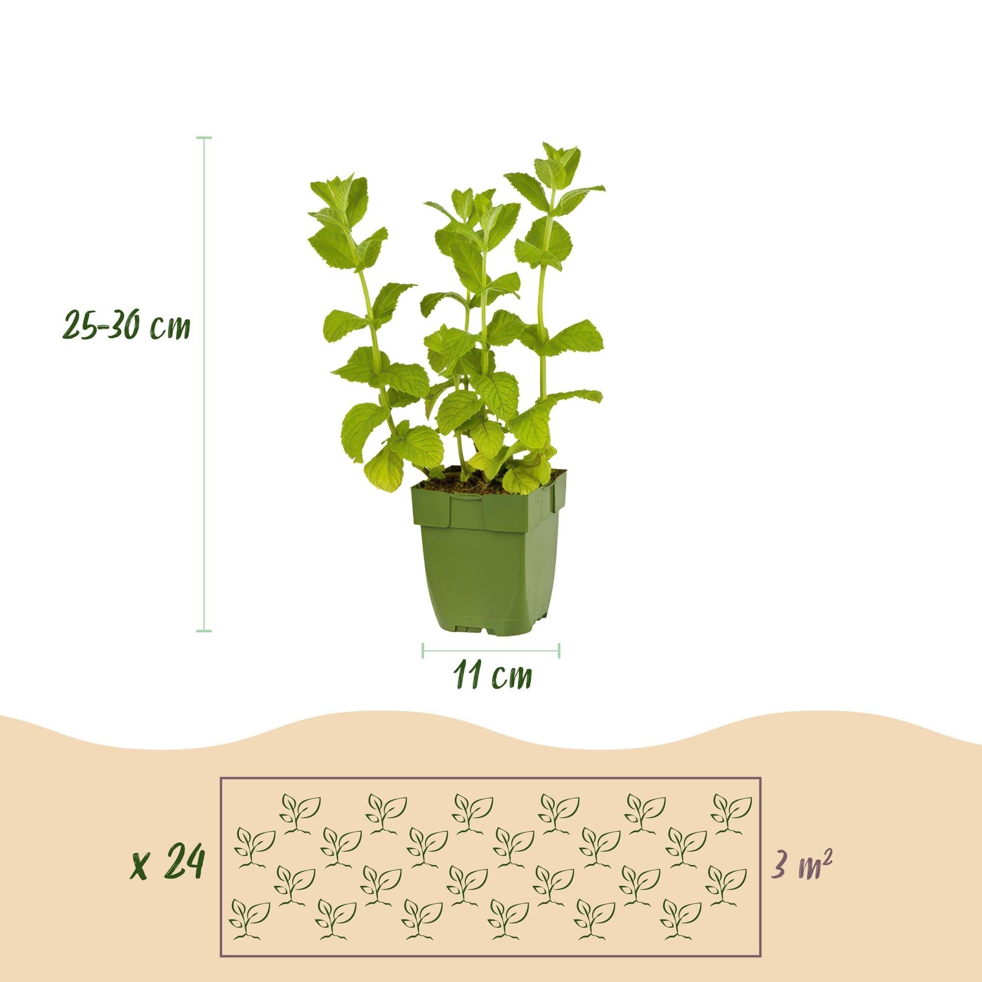 Juego de plantas perennes – Hierbas – 24 plantas perennes de hierbas de té de 3 m² – Aromático y perfumado – Fácil de limpiar – Diferentes variedades – Ø 11 cm