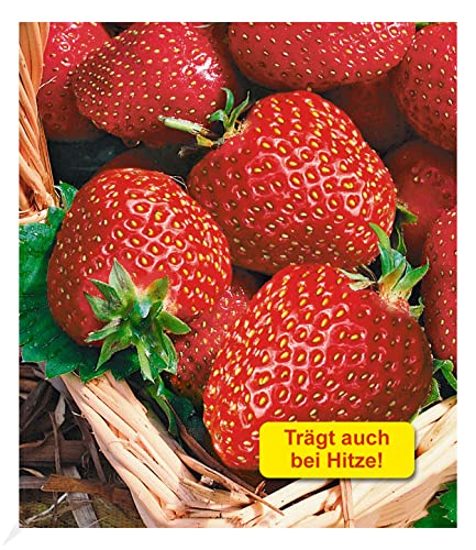 BALDUR Garten Immertragende Erdbeere 'Seascape®', 6 Pflanzen Fragaria Erdbeerpflanzen winterhart, pflegeleicht, Fragaria x ananassa, fruchtet auch bei großer Sommerhitze