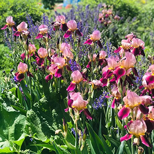 Bulbos de iris - resistentes para decoración de balcones, jardín para exteriores 2pcs