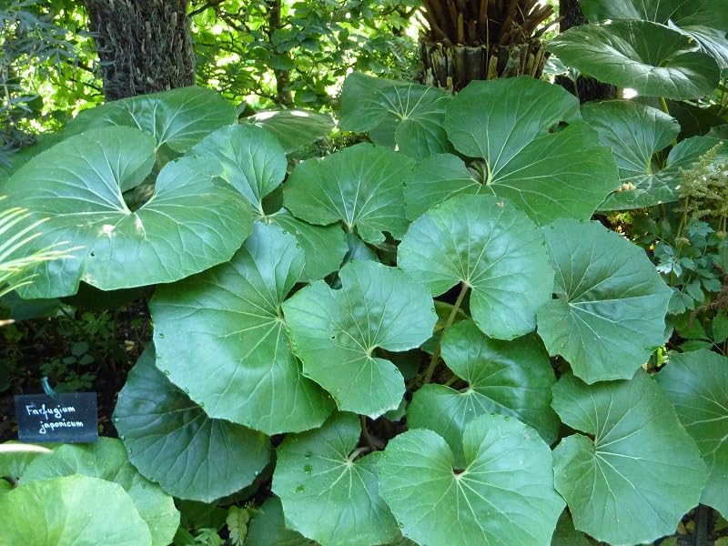 Farfugium giganteum Plug Plant Perennial