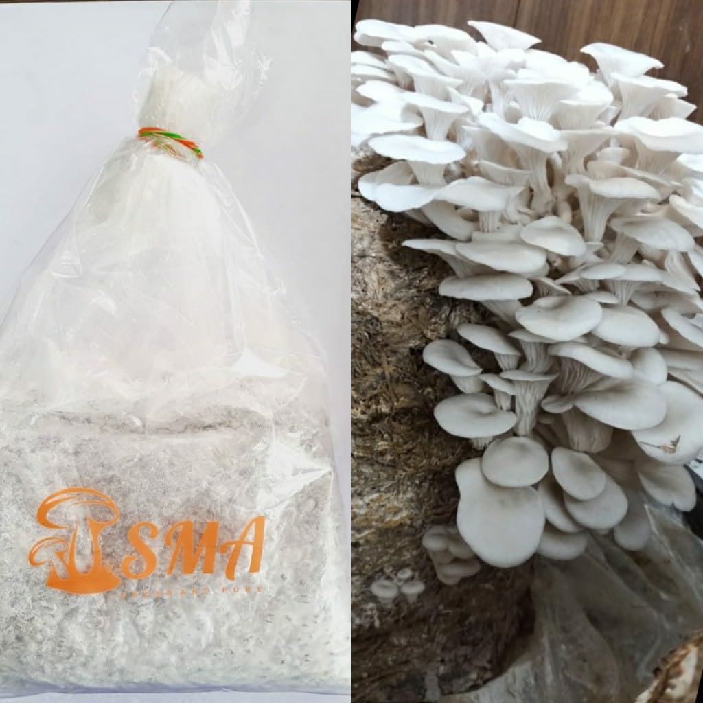 SMA Shyam Mushroom - Oyster Mushroom Spawn and Seed - 500 gram