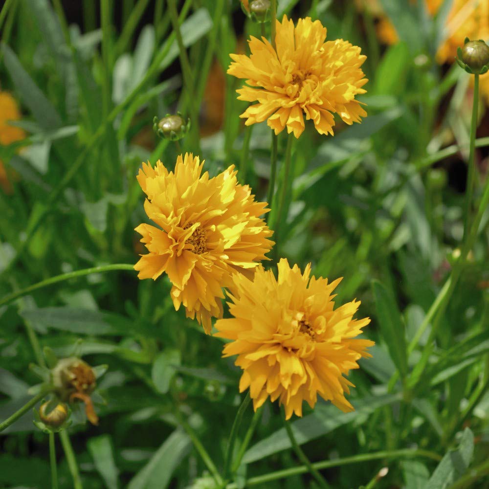 Coreopsis Plants ‘Golden Joy’ Garden Ready (Coreopsis grandiflora ‘Early Sunrise’) Hardy Perennial Flowering Garden Plants Easy to Grow Your Own 12x Garden Ready Plug Plants by Thompson and Morgan