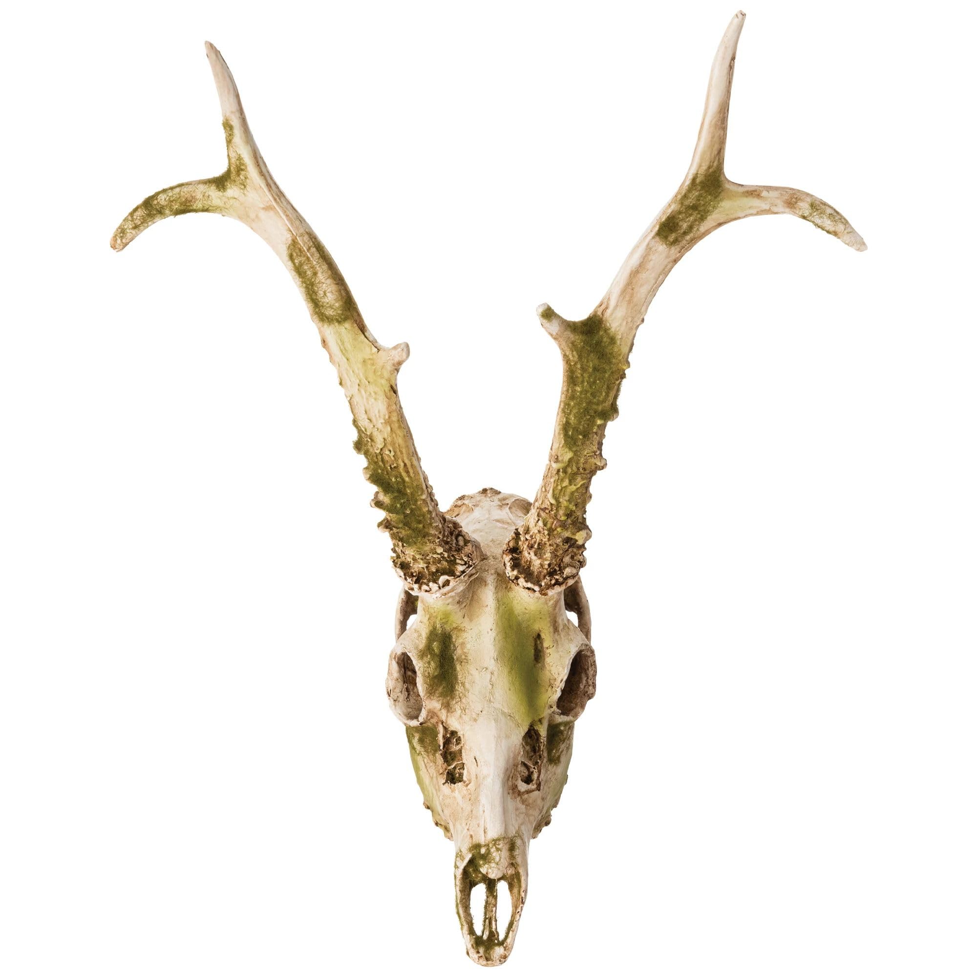 Amazon.com: Decorative Resin Faux Deer Skull - 11.6