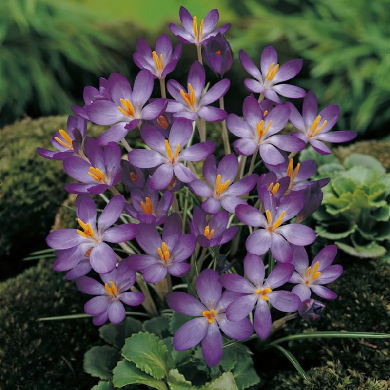 Imported flower bulbs Crocus saffron Easy Care and Planting beauties in your own garden Pack Of 6 Crocus Whitewell Purple