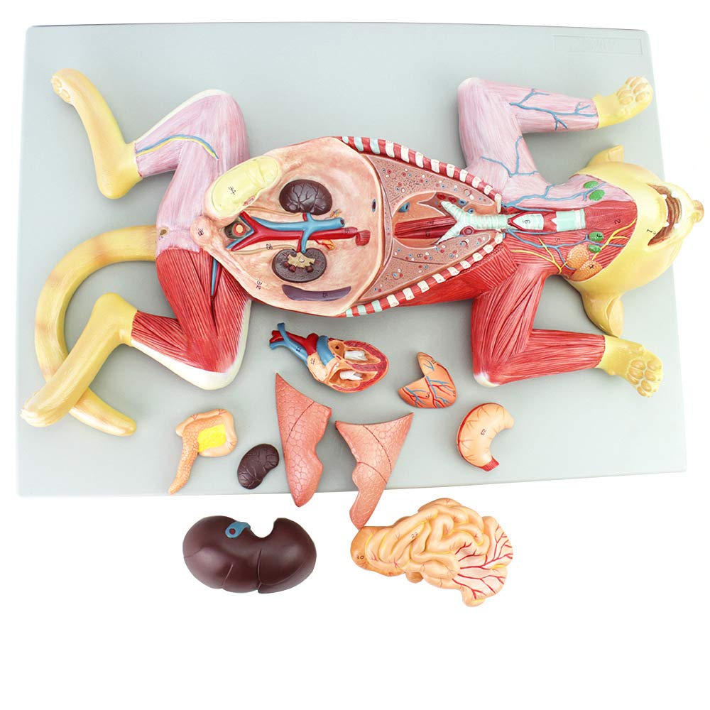 YNIYUJKL Cat Anatomy Model Pet Cat Visceral Organs Muscle Nerve Anatomy Model Animal Teaching Anatomy Model Suitable Veterinary Animal Husbandry Animal Anatomy Study Specimen