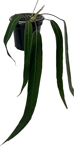 Anthurium Pallidiflorum - Plantas vivas verdes para interiores plantas de interior raras y exóticas para sala de estar plantas vivas de Anthurium