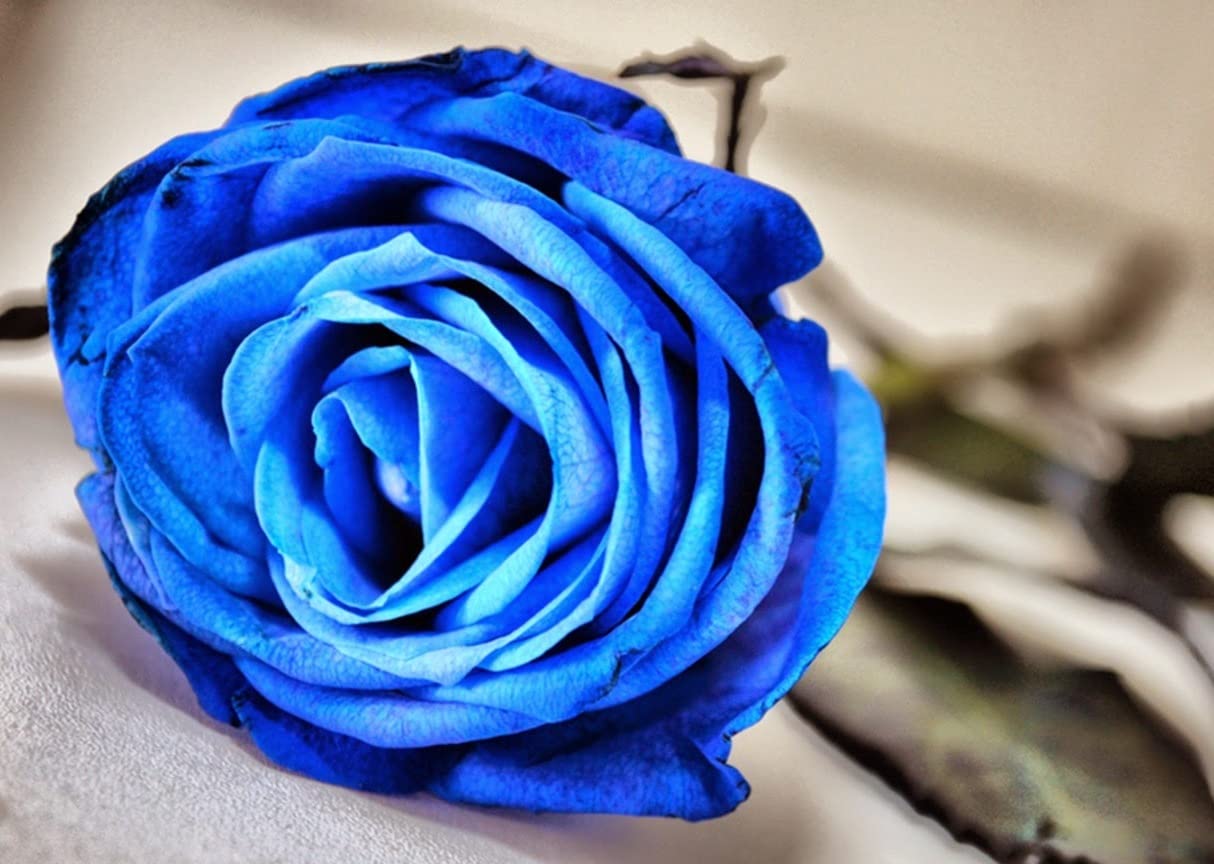 Rose Flower Seeds For Home Lawn Garden - 20 Seeds Eco Pack (Blue) (B09SDZ969W) Amazon Price History, Amazon Price Tracker