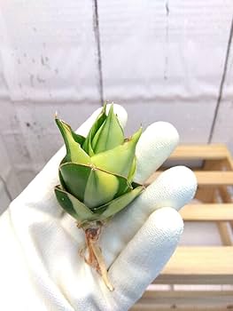 n*m様 S6809★オークション販売★ サンスベリア タワー 極上斑入り株！！ n*m様 S6809☆オークション販売☆ サンスベリア タワー 極上