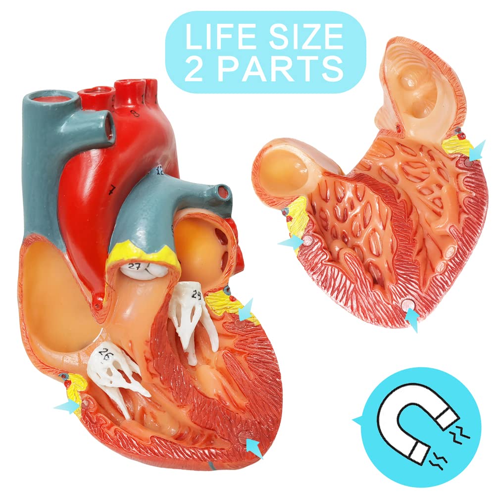 12479 CMAM-HEART03 Full Life-size Human Adult Heart Anatomy Model, 2 Parts, Anatomy Models > Heart Models