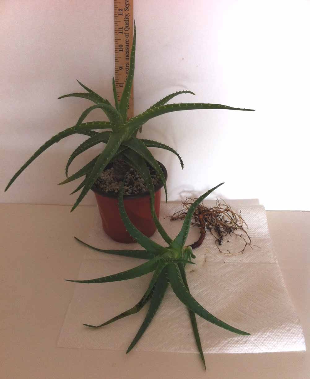 1 Medium Dwarf Aloe Arborescens Plant Organic Bare Root Rare Hard-to-find Grow Your Own Medicine Plant!