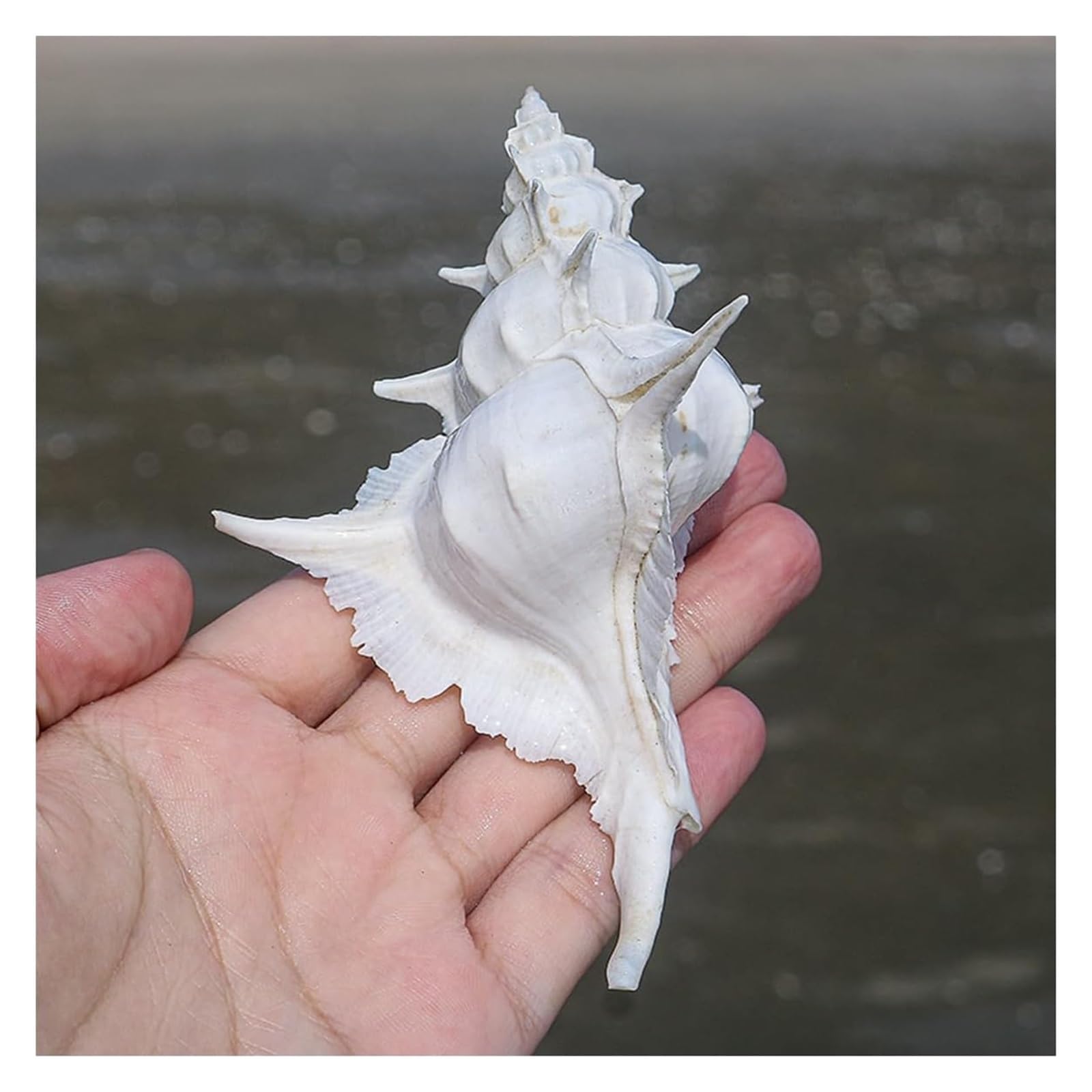 YKMYXZ shells， 12 to 13cm,Huge Ocean Conch 4-5 Inch Jumbo Seashells Perfect for Theme Party, Home Decorations(12 to 13cm)