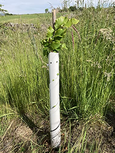 F&G Supplies Una Caja de 50 Protectores de Espiral Blancos para Proteger Tus Plantas de setos y árboles de Conejos Cover