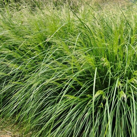 6x Wald-Schmiele 'Palava' - Deschampsia cespitosa 'Palava' - Topf 9x9cm - Sommerblühendes Ziergras