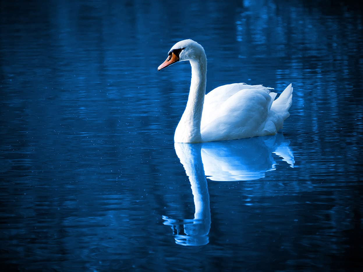 Amazon | 5Dダイヤモンド絵画セット、 美しい白鳥40x50cm完全ドリル