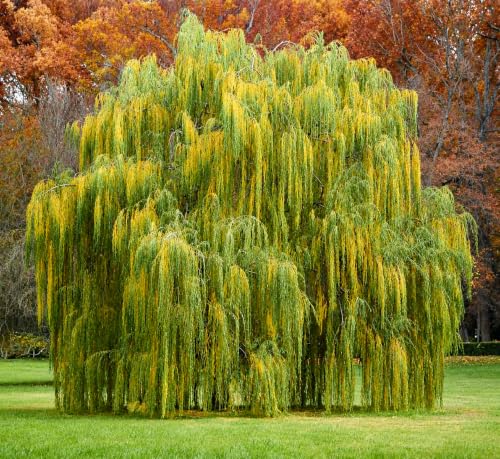 2 Weeping Willow Trees - 6-12 Tall Live Plants