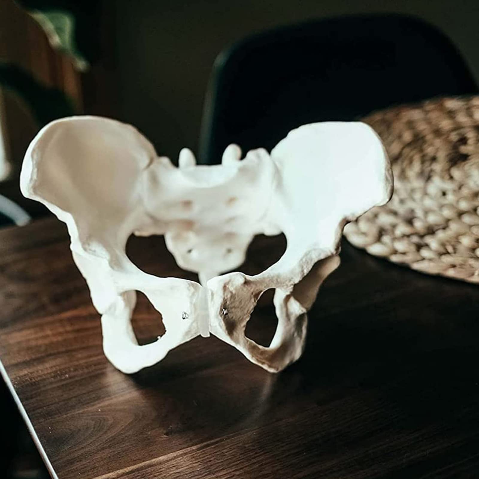 Modele dydaktyczne z zakresu biologii, Model anatomiczny, model kości biodrowej i miednicy, kobiety dla lekarza, nauka, edukacja anatomii