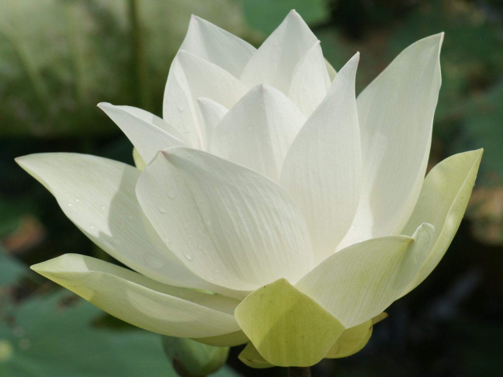 Florona White Lotus Seeds Snow White Aquatic plants Water Lilly nice fragrance 15 seeds (B07RXV8B22) Amazon Price History, Amazon Price Tracker