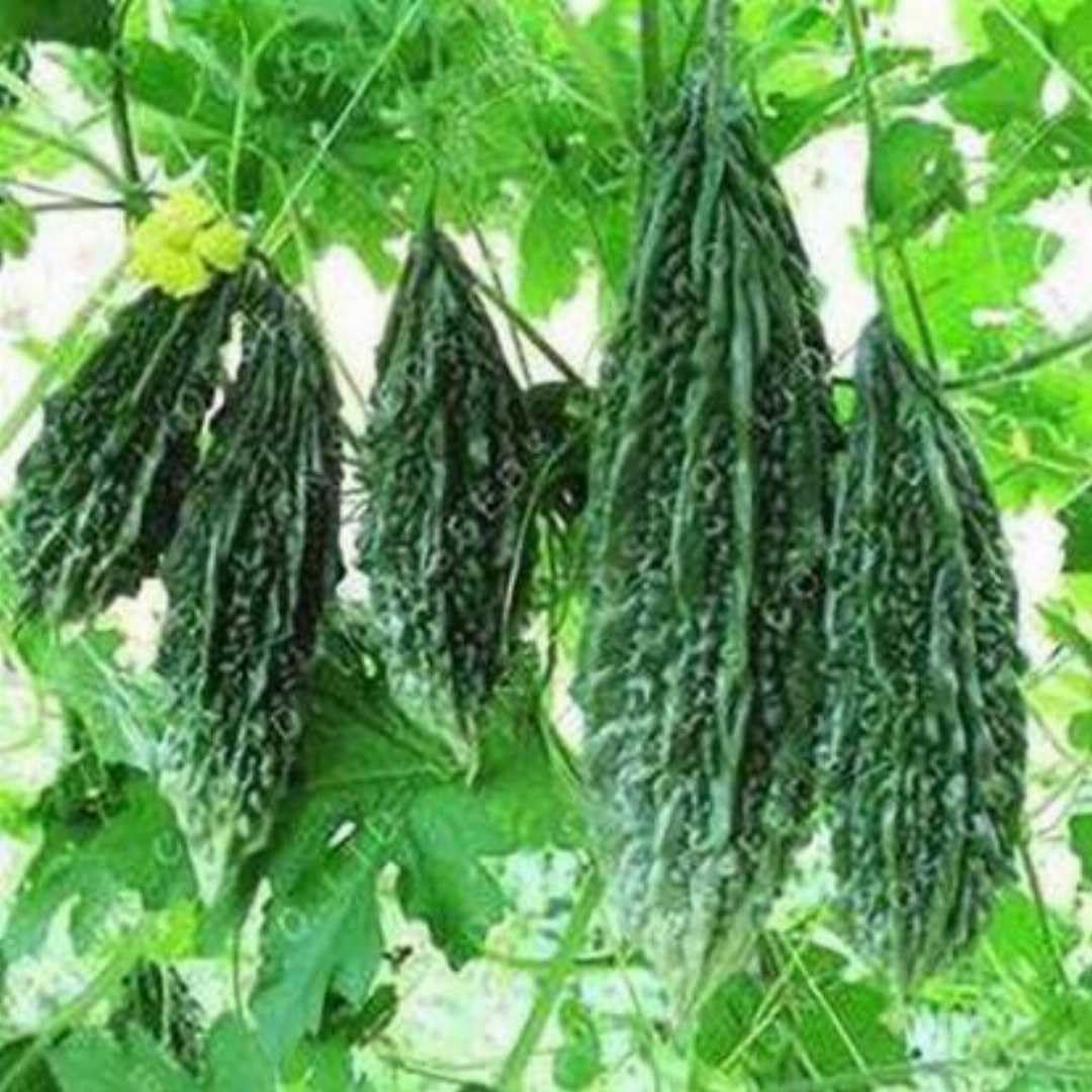 Bitter Gourd Korola Bici Corola Karela Seeds for Planting - 10 Seeds