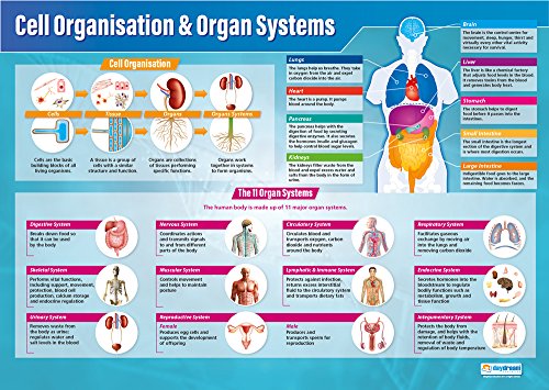 Daydream Education Cell Organization & Organ Systems Poster - EXTRA LARGE 33" x 23.5" - Laminated - Science Middle & High School Classroom Decoration - Wall Charts