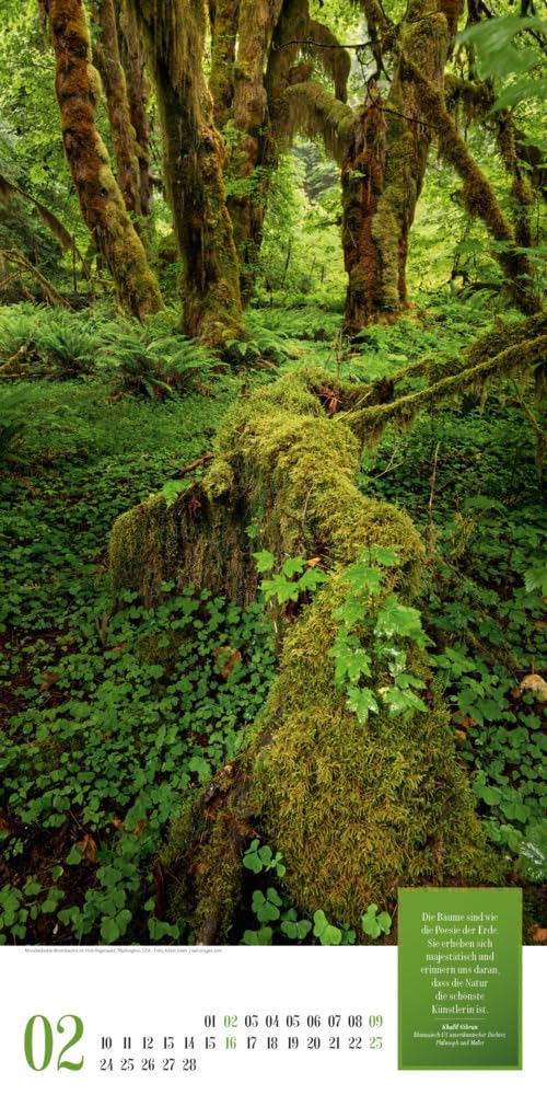Mythos Wald Kalender 2025, Wandkalender im Hochformat (33x66 cm) - Naturkalender / Literaturkalender mit Zitaten