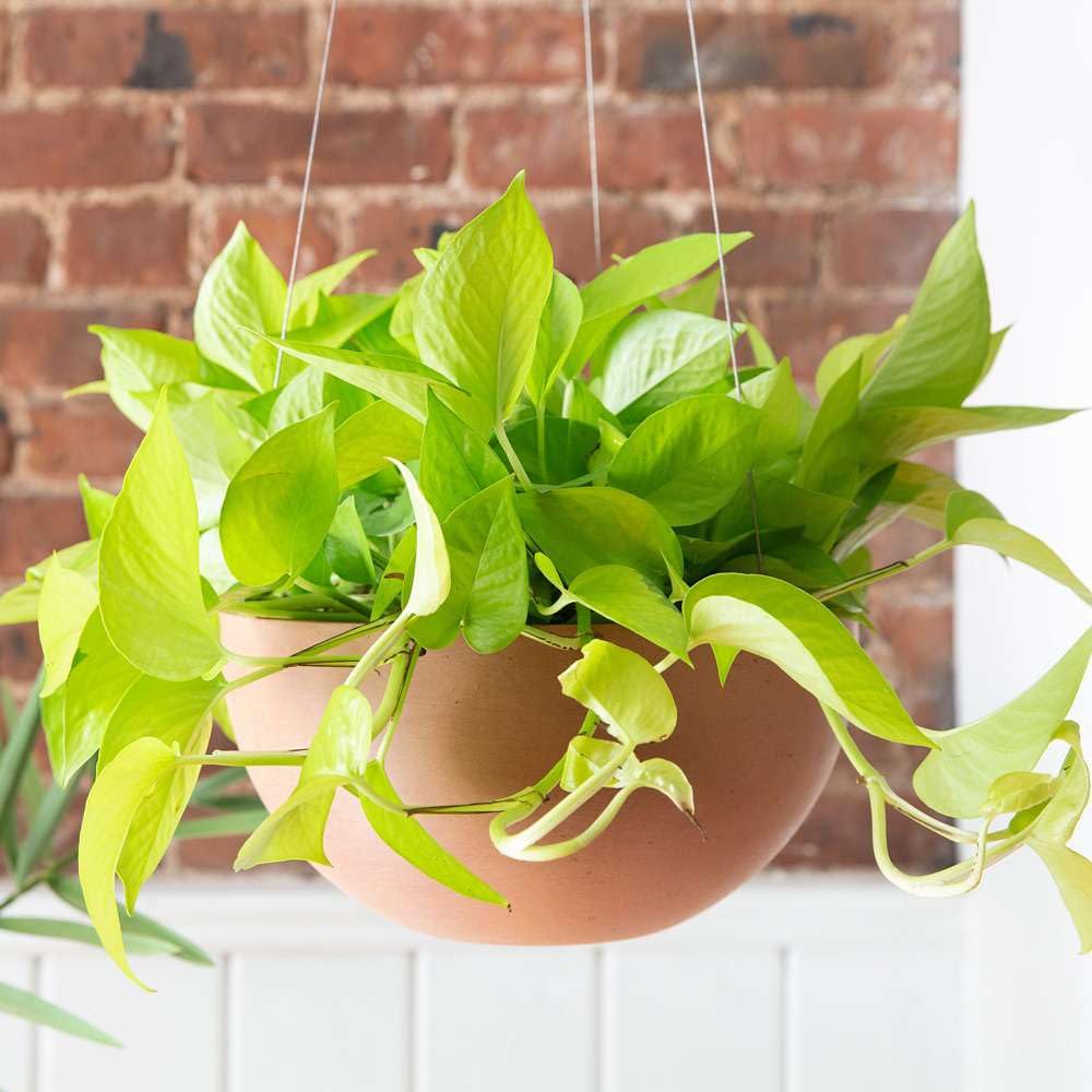 Amazon.com: Pothos Neon Live Plant for Indoor | Different Houseplants in  4'' & 6'' Pot | Real House Plant for Living Room, Office, Desk & Bathroom | Neon  Pothos | Epipremnum pinnatum : Everything Else