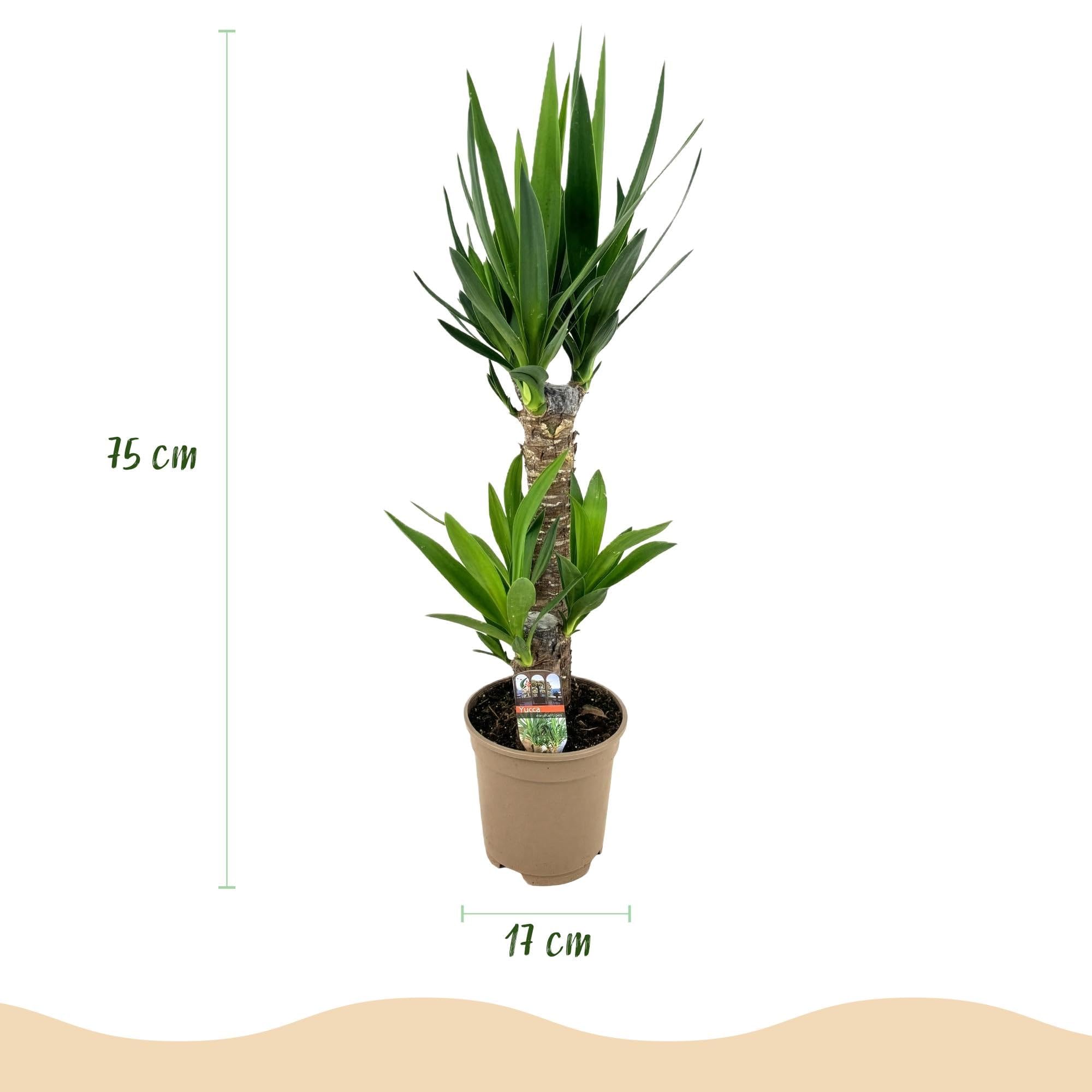 Giglio di palma Yucca Elephantipes – 75 cm – 17 cm – Giglio di palma facile da pulire con foglie verdi strette – Pianta robusta e purificante dell'aria per interni moderni