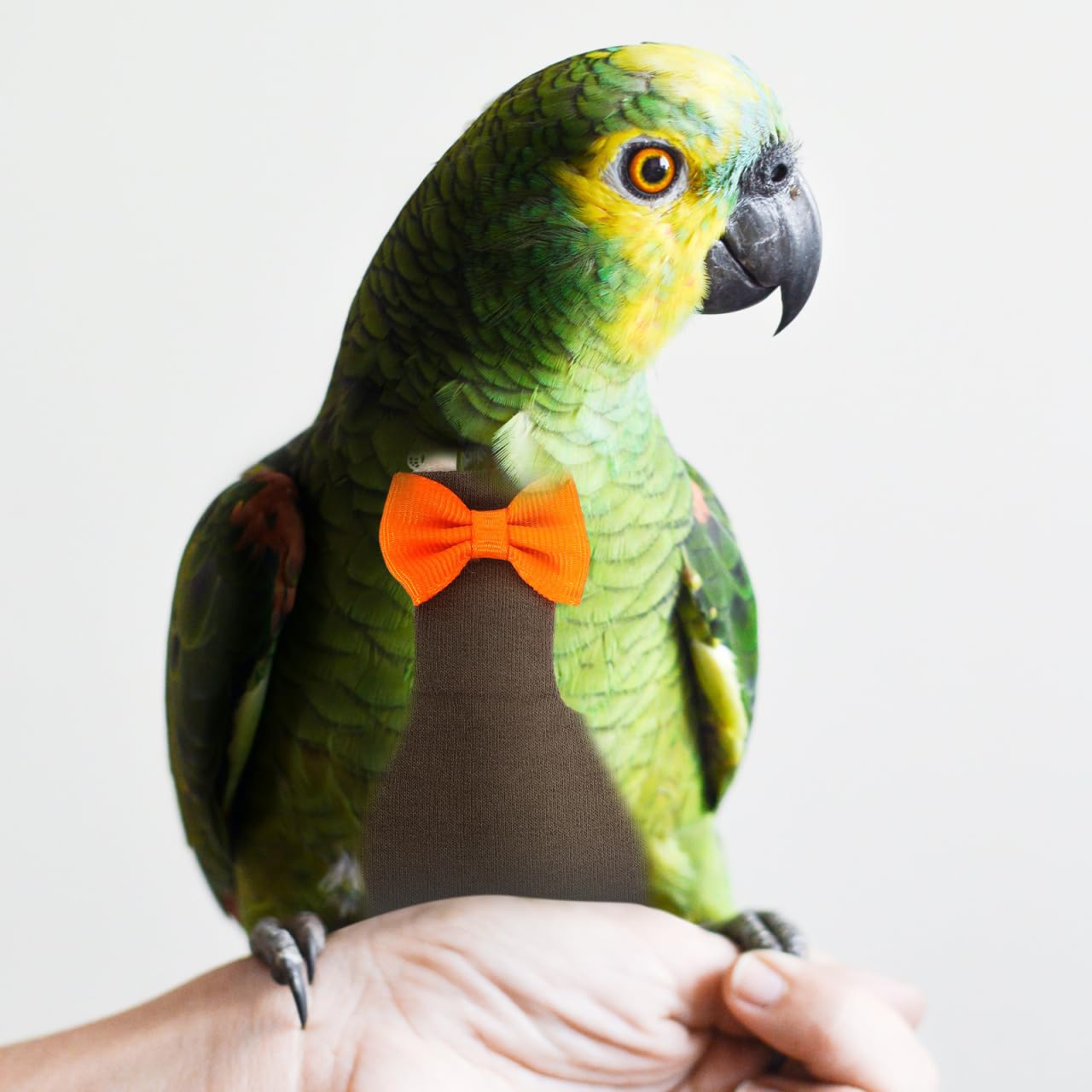 Pannolino Per Uccelli Riutilizzabile E Leggero Vestito Per Pappagallo E Calopsite Pannolino Protettivo Per Uccelli Da Abbigliamento Per Pappagalli E Inseparabili Design Elegante E Facile