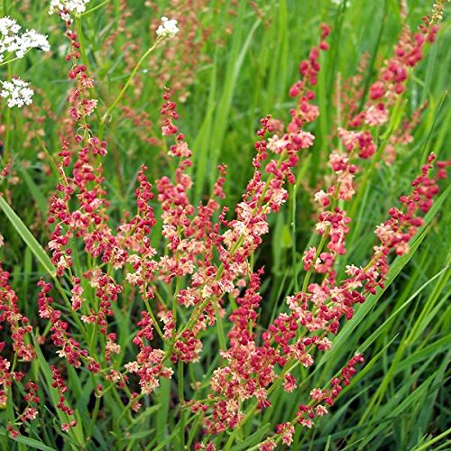 Palm Beach Medicinal Herbs - Sheep Sorrel (Rumex acetosella) - Packet of 100 Seeds