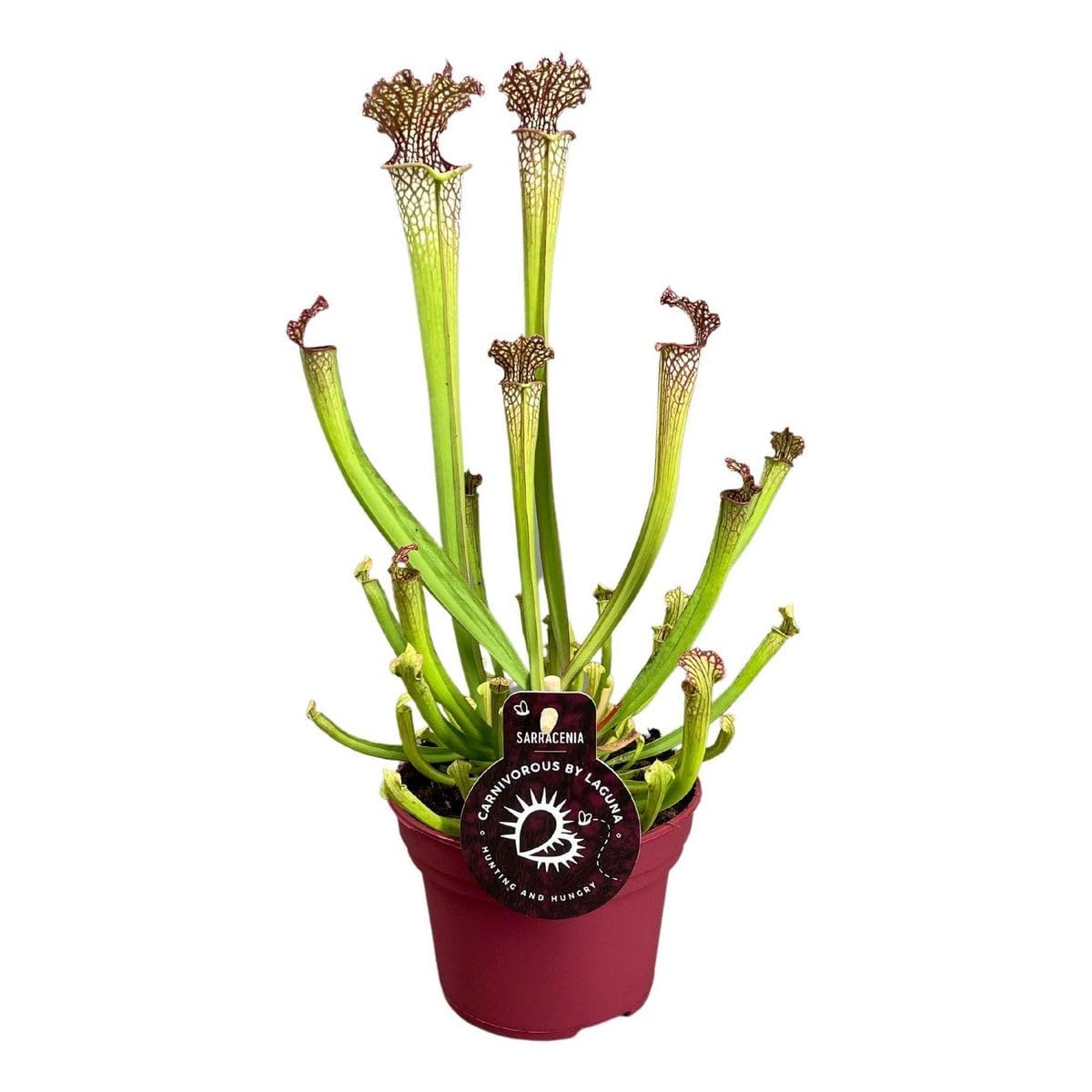Sarracenia Farnhamii Enthält Karnivore Pflanze, Insektenfänger Effektiv, Zimmerpflanzen Pflege, Pflegeleichte Grünpflanze, Wohnzimmer Büro Pflanzen, Grünpflanzen, Für Innenbereich, Ø12cm 40cm