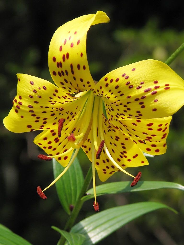 SVG® Tiger lily Flower Bulbs for planting home gardening Pack of 2 bulbs (YELLOW) (B0CYC52HCS) Amazon Price History, Amazon Price Tracker