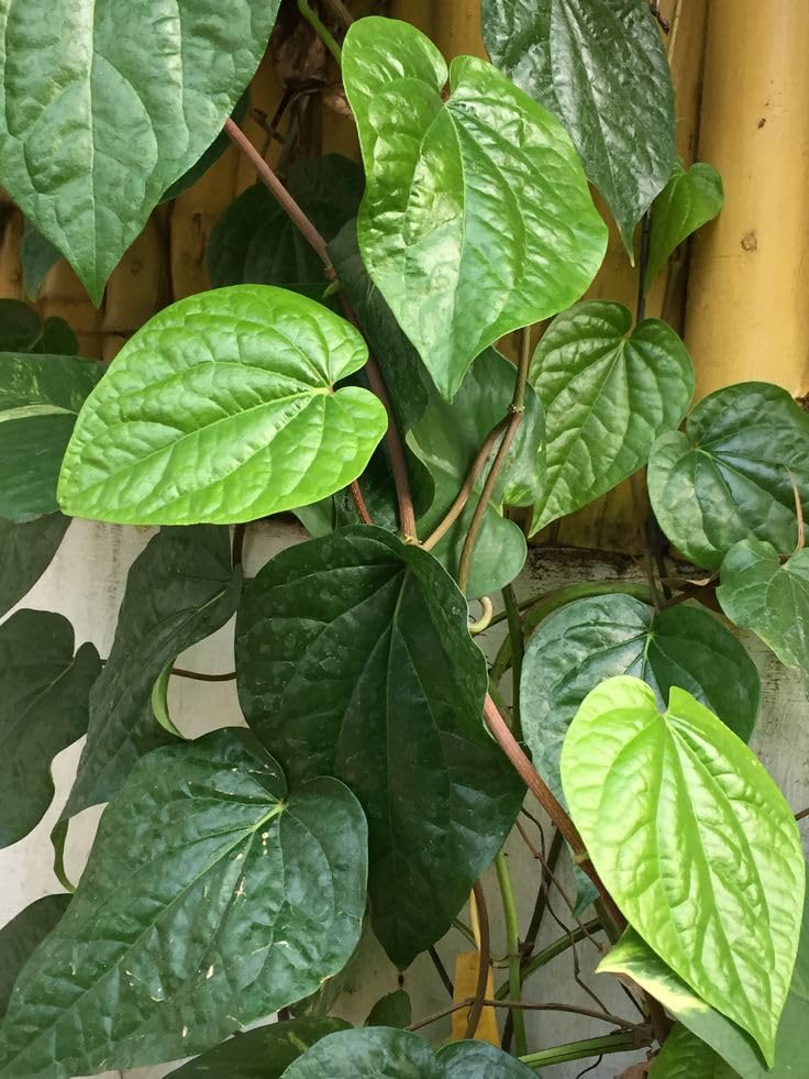 Sipra Enterprise Very Rare Organic Ayurvedic Tamalapaku Paan Betel Leaf (Pack Of 2) Maghai Paan Piper Betle Medicinal Herb Healthy Live Plant Original Variety (B0CMJBXRP1) Amazon Price History, Amazon Price Tracker