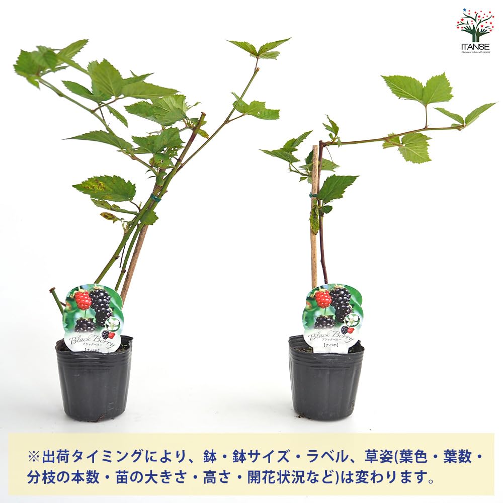 Amazon.co.jp: ITANSE ブラックベリー ナバホ 3号 2個セット