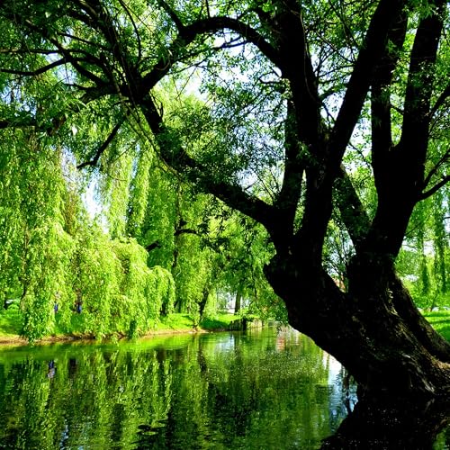 42 - Unclench Your Jaw: 5-Minute Willow Tree Meditation