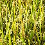 Semillas de arroz reales,de sombra resistentes,hermosas en maceta.100pcs