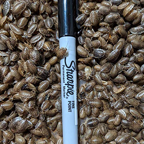 DBDPet Premium Live Dubia Roaches 101ct Small (0.25-0.375") - Bearded Dragon, Leopard Gecko, Phelsuma, Chameleon, and Other Small Reptile Food - Includes a Caresheet
