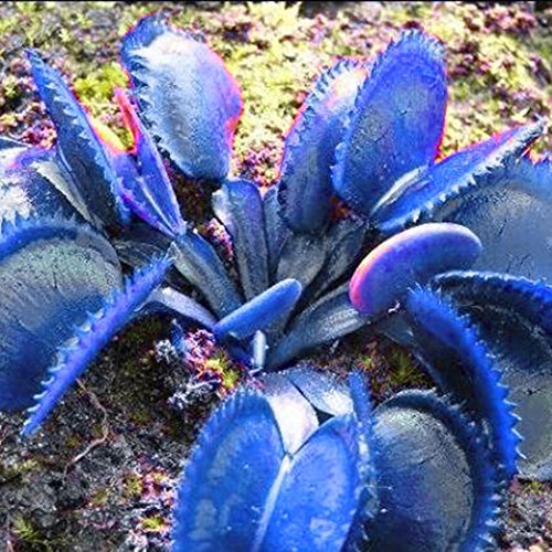 Kisshes Giardino - 50 Pezzi Rare multicolore Venus...