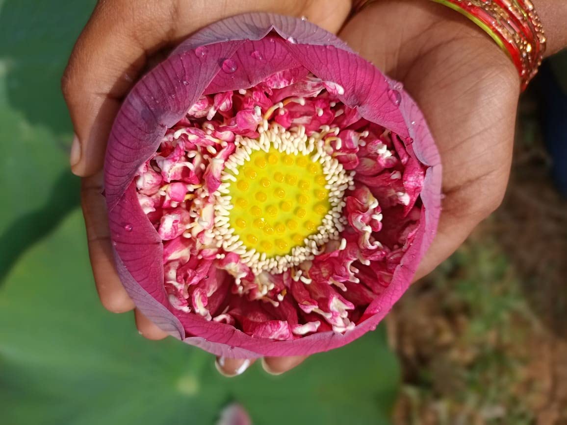 Lily Pond Store - Bucha Live Lotus Rhizome