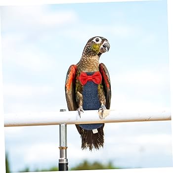 鳥用品 トリトレット 鶏用オムツ バードスーツ にわとり用オムツセット（Lサイズ・アプリコット） | ニワトリ