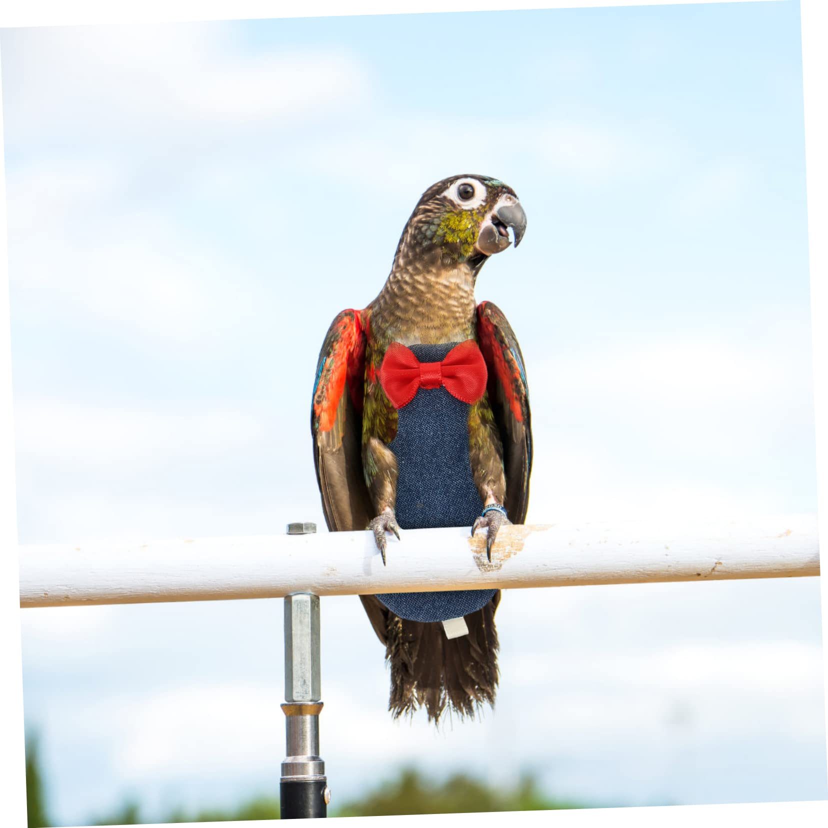 鳥用品 トリトレット 鶏用オムツ バードスーツAmazon.co.jp: オウムの