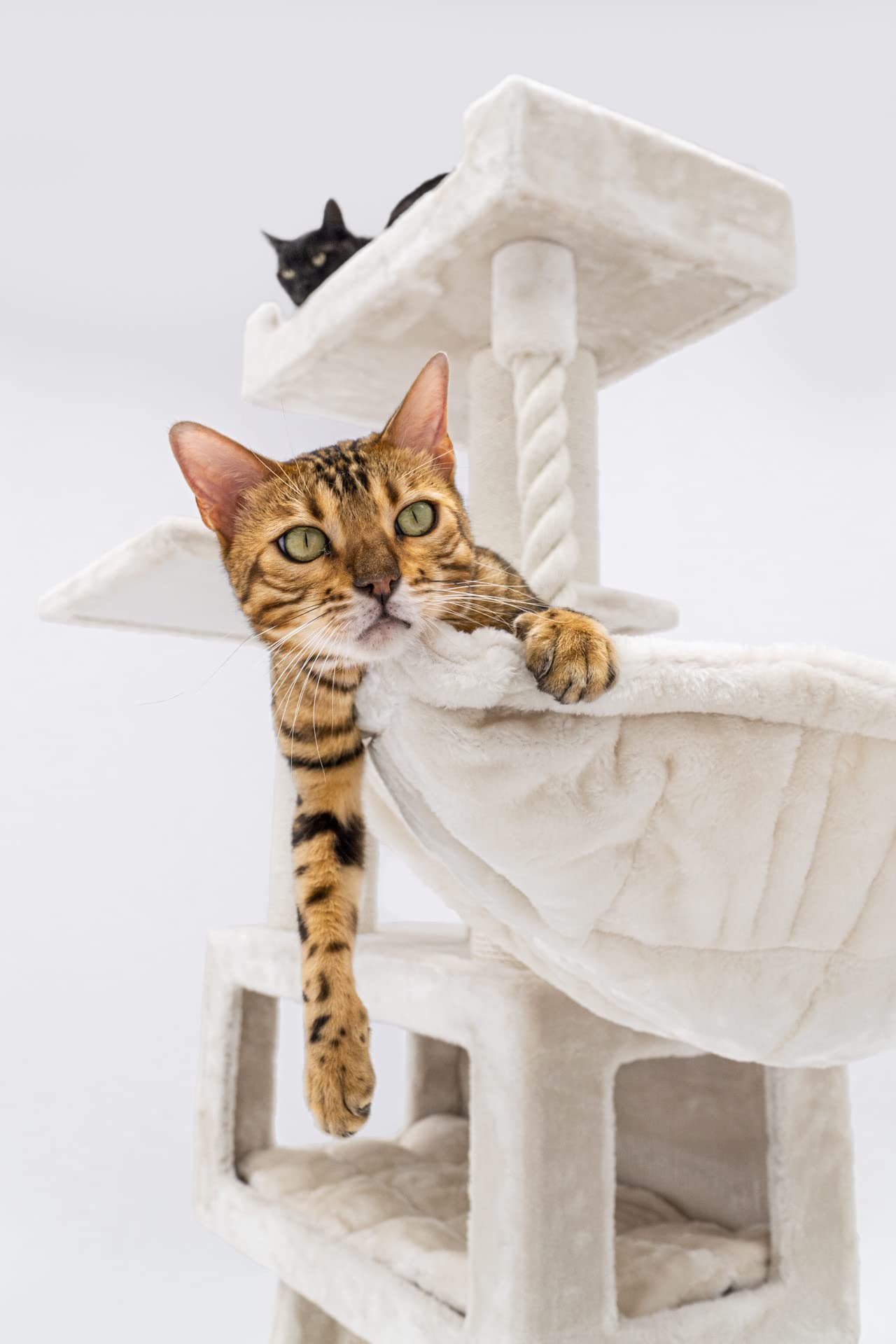 Petrebels Kratzbaum XXL für große Katzen, Parklane 175, Creme | sehr stabil, Ø 12 und Ø 15 cm dicke Stämme, mit XL Hängematte, Schlafhöhle, Loungesofa, dicke Bodenplatte, für mehrere Katzen