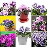 250 piezas semillas de violeta resistentes - maceta de bonsái regalos prácticos semillas de flores silvestres semillas de flores Violeta Africana,Matthiola incana,Violeta