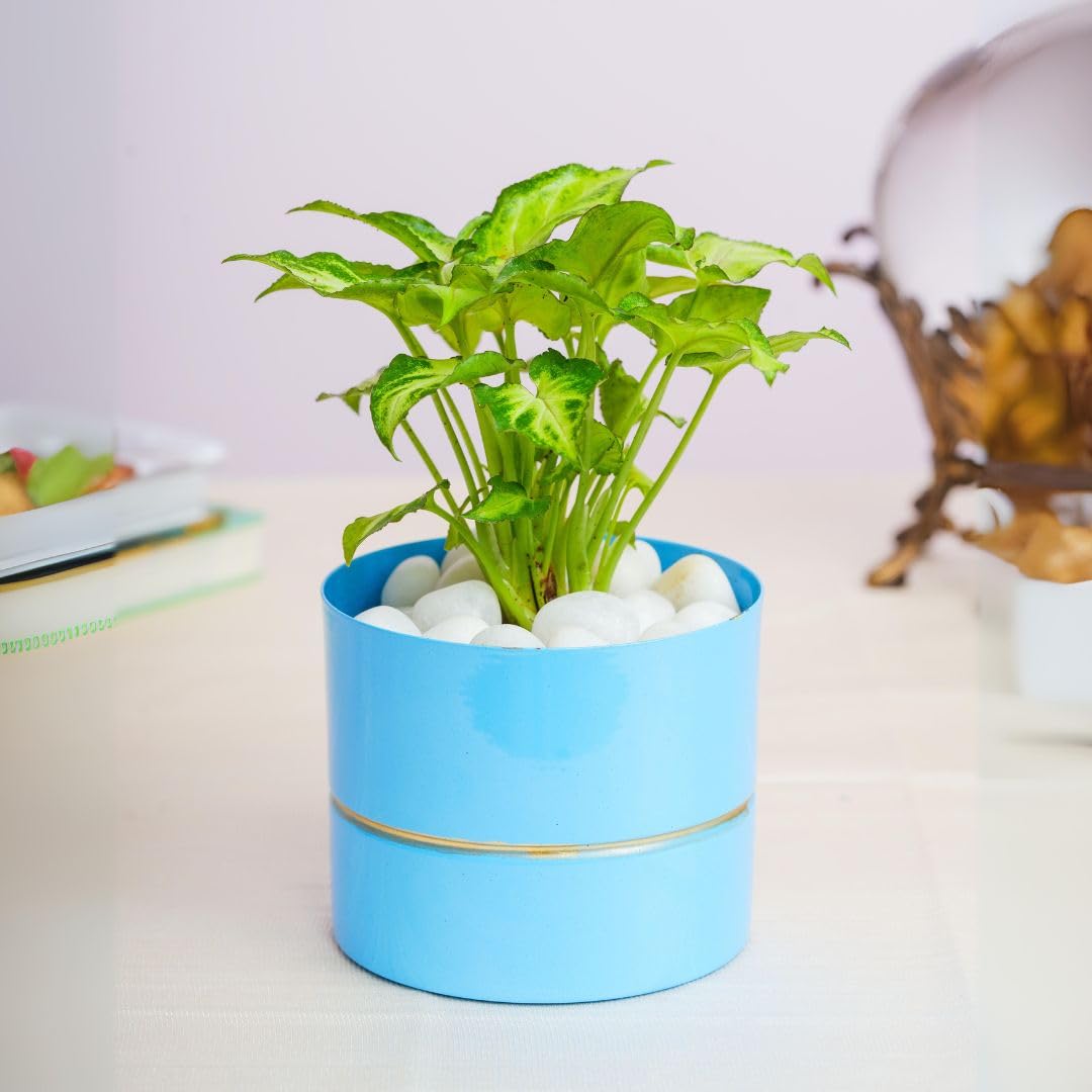 Floral Boutique Syngonium Plant with Metal Plant Pot, Live Indoor Plants for Living Room, Plant Stand for Balcony, Stylish Pots for Indoor Plants and Décor (B0DD8F9X2Y) Amazon Price History, Amazon Price Tracker