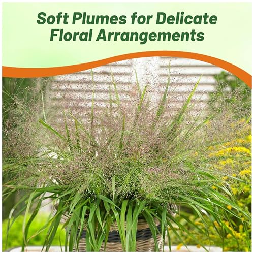 Outsidepride 500 Seeds Perennial Eragrostis Spectabilis Ornamental Love Grass Seed for Planting