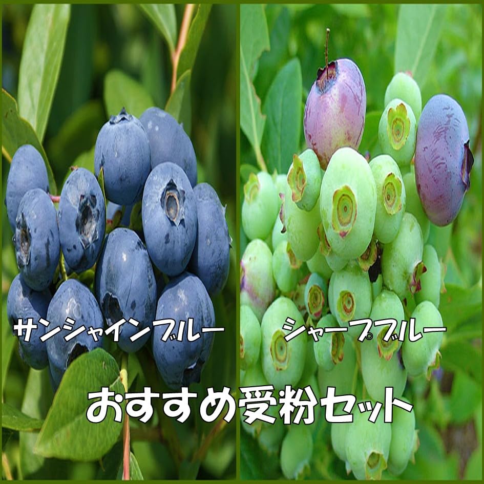 Amazon.co.jp: ブルーベリー苗木 おすすめ2品種セット サンシャイン