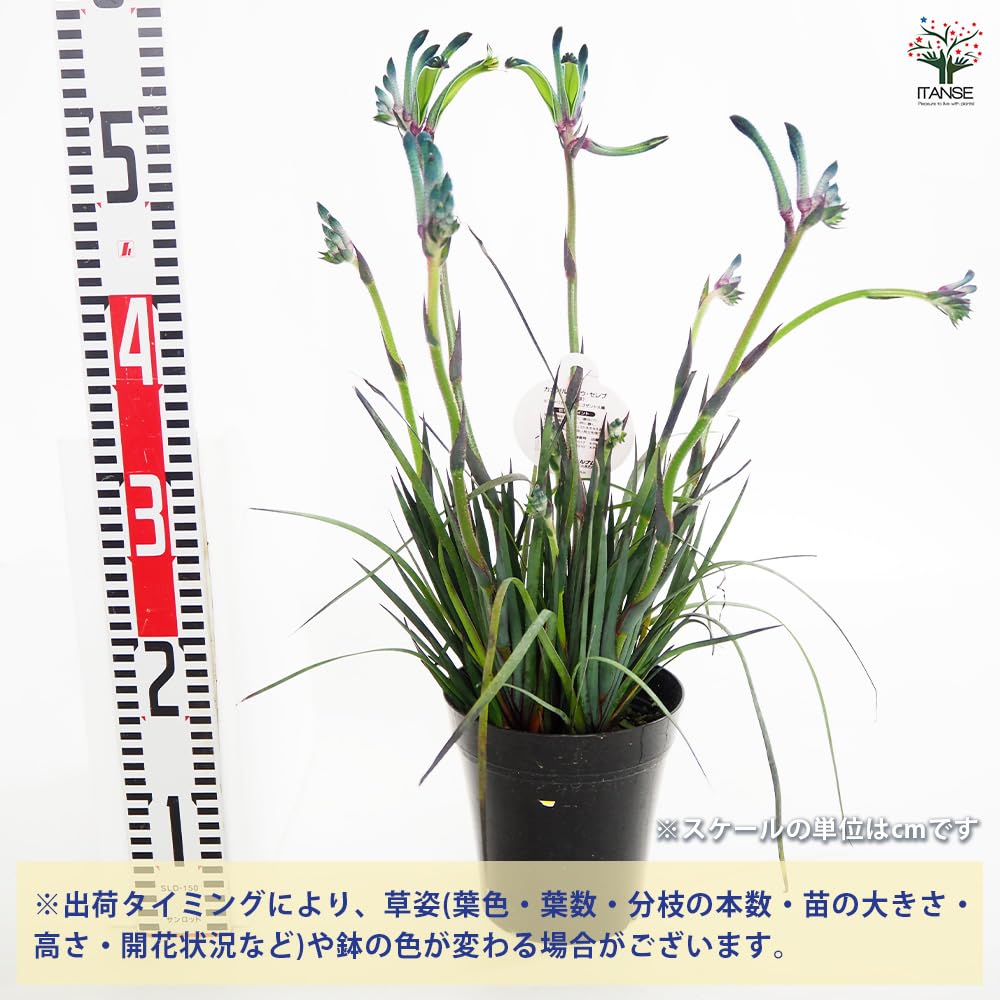 Amazon.co.jp: ITANSE カンガルーポー セレブレーションシリーズ