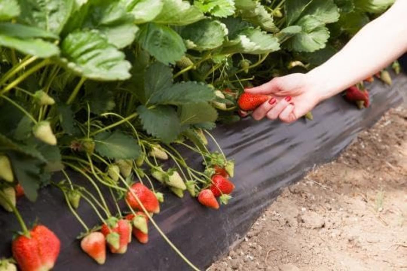Organic Camarosa Strawberry Plant, Camarosa Strawberry Plants Live Ready to Grow, 10 Strawberry Live Plants Bareroots for Planting, Sweet Strawberries Plants, No Ship to California