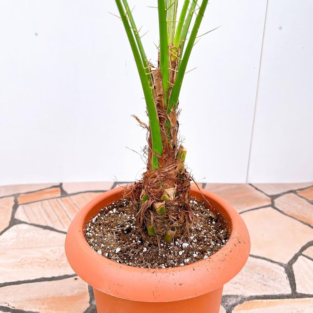 曲がりフェニックスロベレニー フェニックスロベレニー（0170） シンノウヤシ 10号L 曲がり