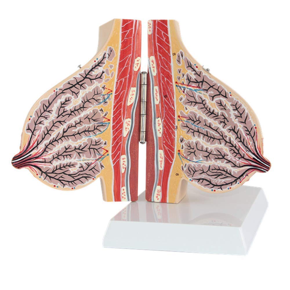Model Anatomii Piersi Ludzkiej Zasoby Anatomii Ludzkiej Edukacja Medyczna Materiały Medyczne