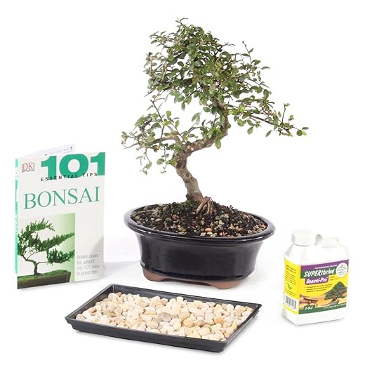Brussel's Bonsai Live Chinese Elm Outdoor Bonsai Tree 8 Years Old 8"-10" Tall in Plastic Grower Pot, Medium